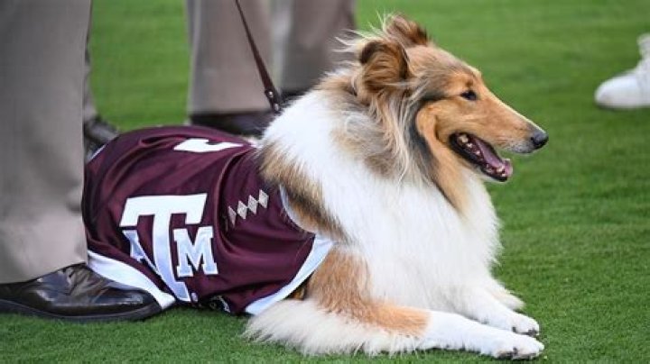 College Bros Get The Number To The Texas A&M Bullpen, Prank Call Them And Get Pitchers To Start Warm