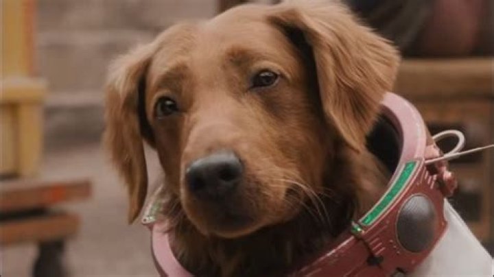 Cosmo the Spacedog From 'What If...?' Is Actually Based on a Real-Life Dog |