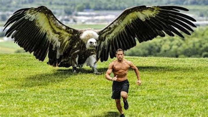 Which Is The Largest Eagle In The World